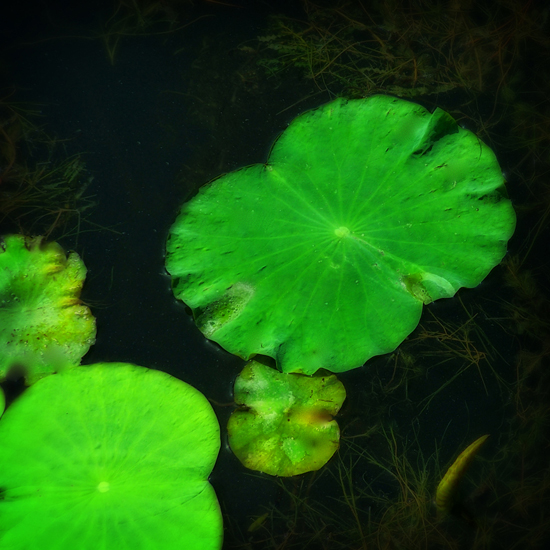 Water Lillies